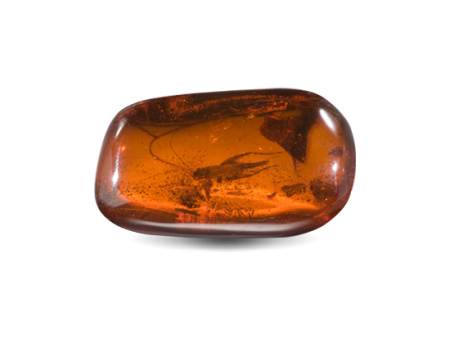 Hổ phách (Amber)